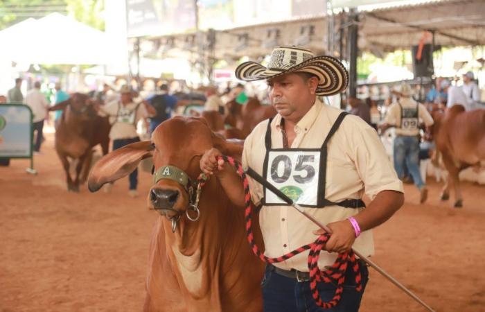 Córdoba Livestock Fair with outstanding activities on its penultimate day