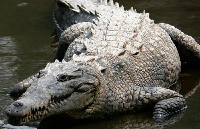 An Australian community killed and ate the crocodile that had been stalking children and pets for days