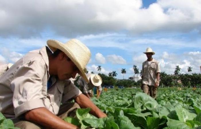 Vanguards from the furrow: commitment of young peasants in Camagüey