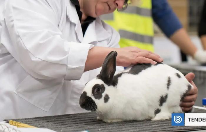 Only 5% of therapies tested in animals reach human patients