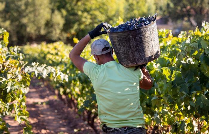La Rioja will receive more than 14 million euros for the green harvest