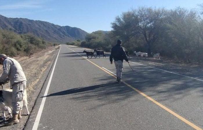 The San Juan Police began an operation against loose animals on the route