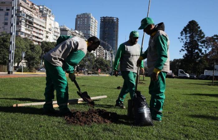 After the devastating storm in December, 50% more trees will be planted in the city of Buenos Aires than last year