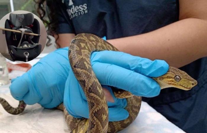 Parents were scared by a boa that hid in their baby’s car seat