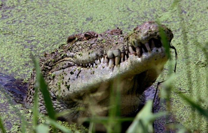 What is the origin of community crocodile meat feasts in Australia?