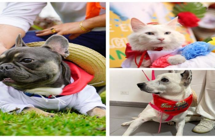 Tolima News: Be part of the Third Sampedrino Pet Parade