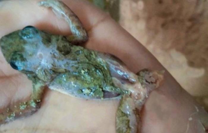 They find a dead frog in minced meat from a butcher shop in Santiago de Cuba