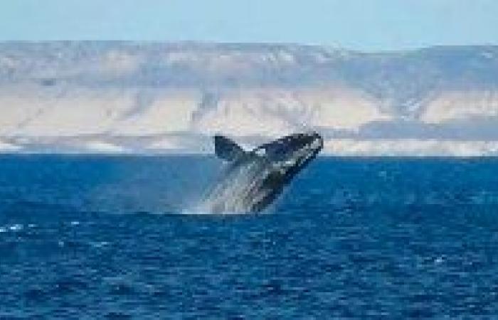 Video| A beautiful experience in Puerto Madryn: the whale and her calf came within a few meters of the boat