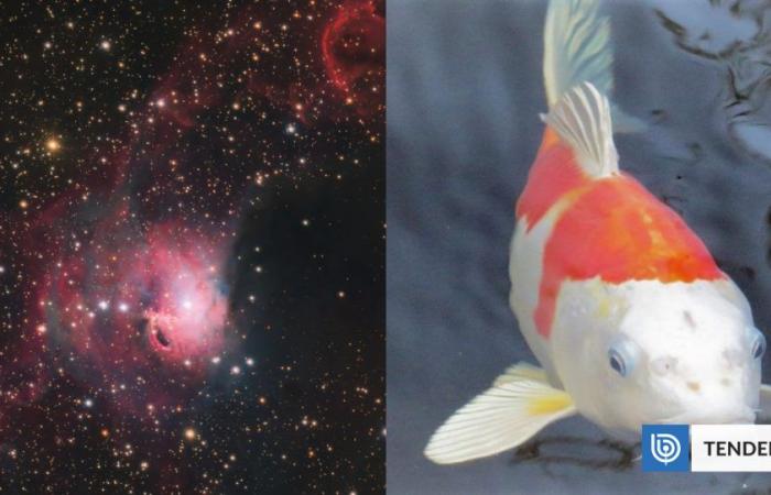 They capture an immense “Koi fish” in space from the Paranal Observatory, in Chile | Science and Technology
