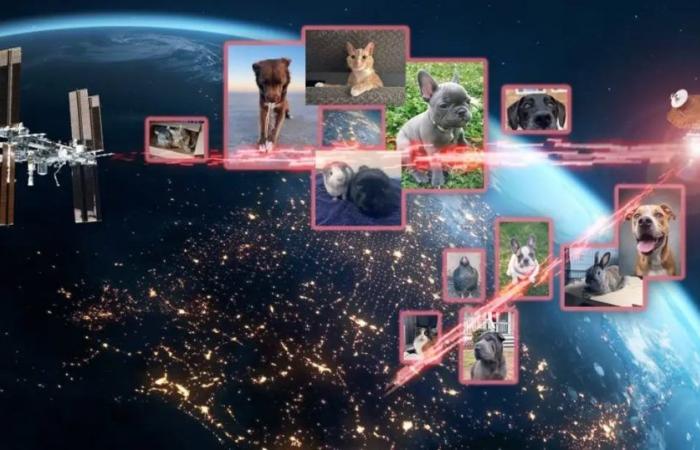 NASA’s laser relay system sends images of pets to the International Space Station | Mexico News | News from Mexico