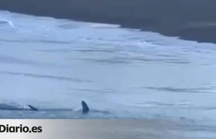 Melenara beach reopened after the shark that approached the shore left