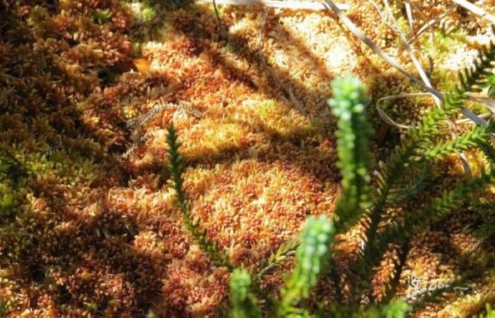 From a moss to a carnivorous plant: why the biodiversity of Puerto Blest is studied