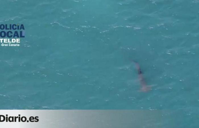 The shark spotted on Melenara beach reappears, which is once again closed to swimming