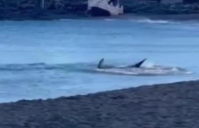 A two-meter shark that has approached the shore unleashes panic on the beach of Melenara (Gran Canaria)