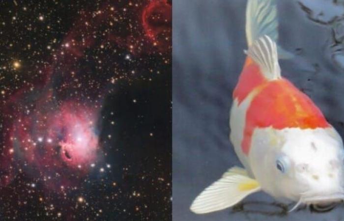 A “Koi Fish” in space: Colorful nebula captured from observatory in the Antofagasta region
