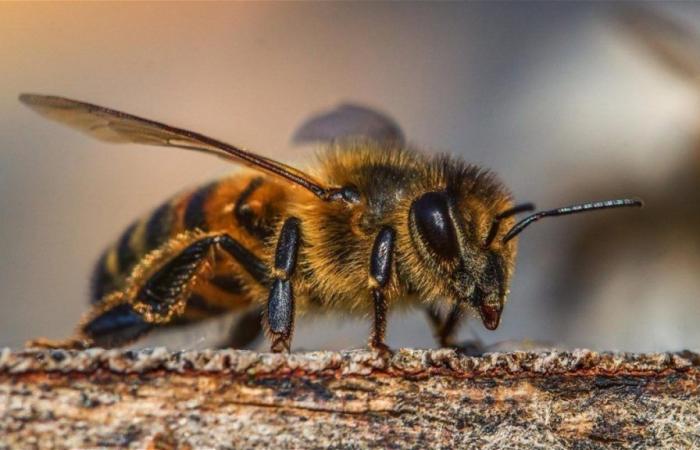 The United States aims to defend its bees from this new two-winged and deadly enemy