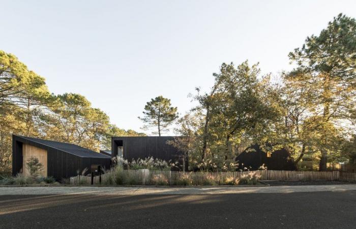 House in the Trees / OECO Architectes
