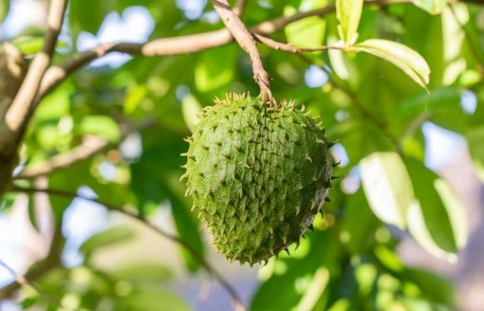 Say goodbye to cockroaches with this delicious fruit that will perfume your entire home