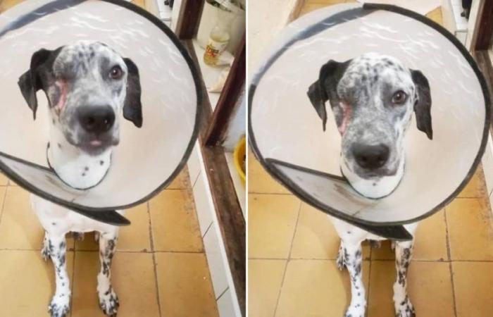 Dog attacked with machete in Sancti Spíritus manages to recover almost completely