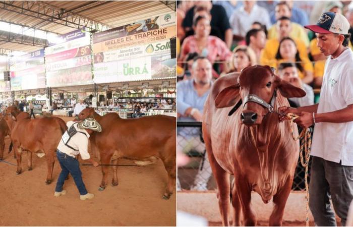 Livestock Fair continues to fill the Coliseum