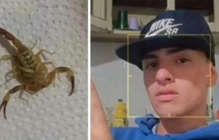 Young man was stung twice by a scorpion while he was sleeping: he is fighting for his life