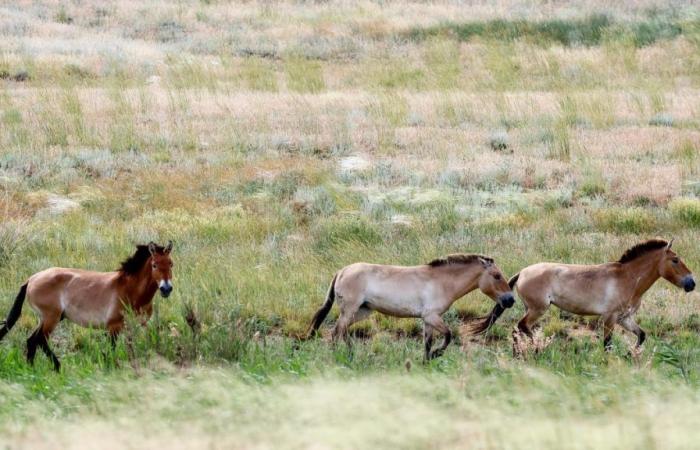 Endangered horses managed to return home after centuries