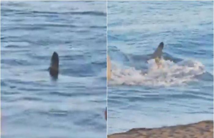 The shocking appearance of a shark on a beach in Spain that led to the closure of the place