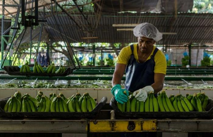 Colombia: What is happening in the Banana Zone?