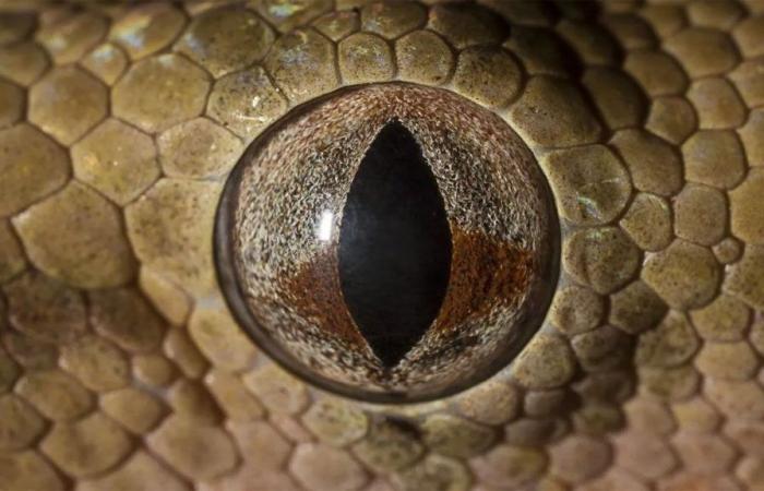 They revealed how long it takes the most venomous snake in the world to kill a person.