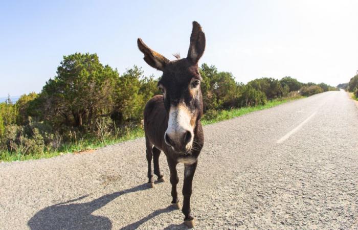 The incredible adventure of a donkey who disappeared for 5 years