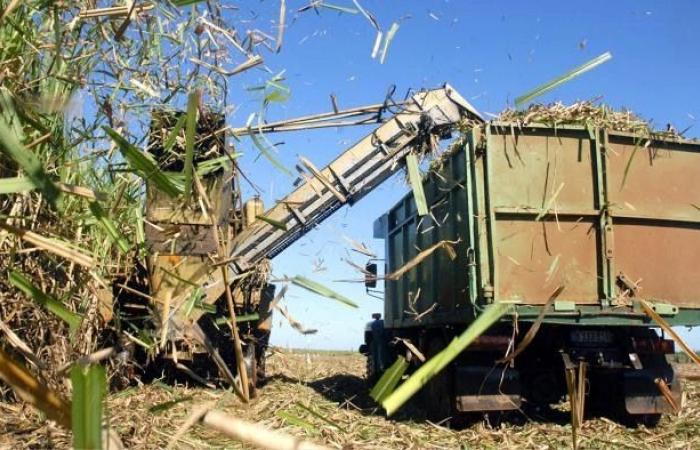 Is the recovery of Cuba’s sugar industry possible?
