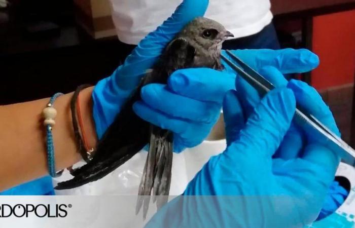 Córdoba volunteers manage to recover more than 80% of the baby birds that fall from the nests