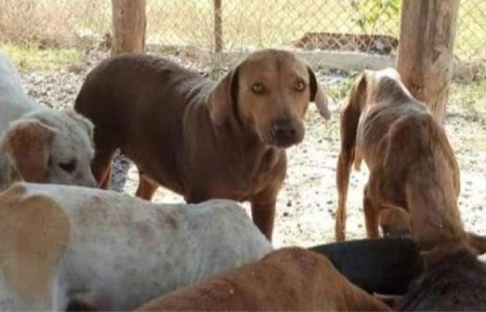 Without food animal activists from Sancti Spíritus who care for more than 20 dogs