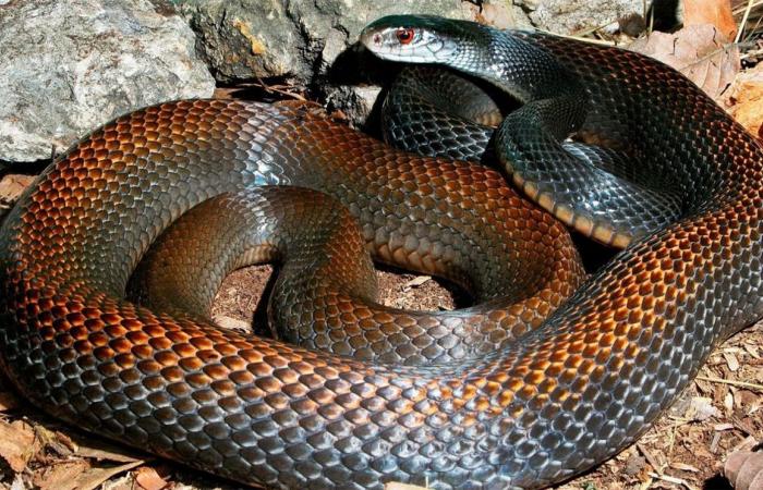 They revealed how long it takes the most venomous snake in the world to kill a person.