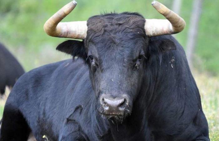 Renowned actor revealed that he injects bull semen to stay younger: who is he?