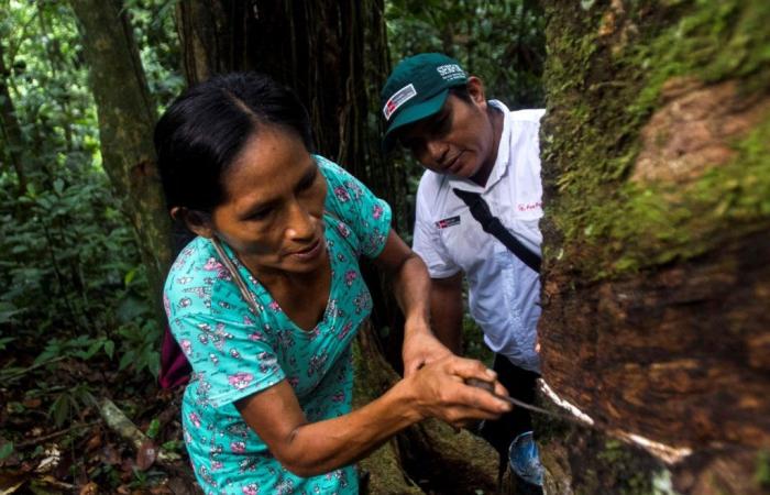 Serfor provided technical assistance to 27 communities for the use of forest products
