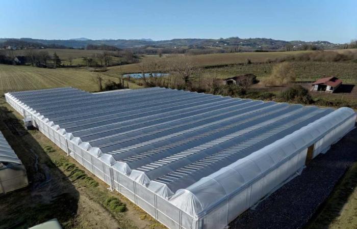 French farmer launches the first strawberry cultivation facility covered with semi-transparent photovoltaic panels and dynamic shading screens