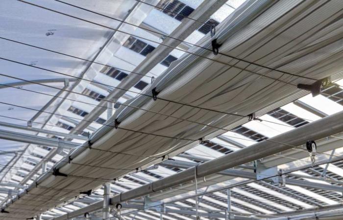 French farmer launches the first strawberry cultivation facility covered with semi-transparent photovoltaic panels and dynamic shading screens