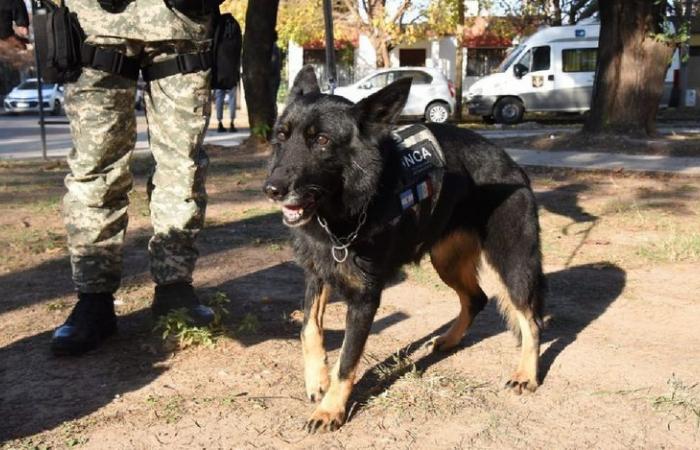 Inca, the oldest dog from the Córdoba Penitentiary Service, retired – Notes – Radioinforme 3