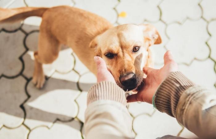 Canine well-being: keys to avoiding behavioral problems