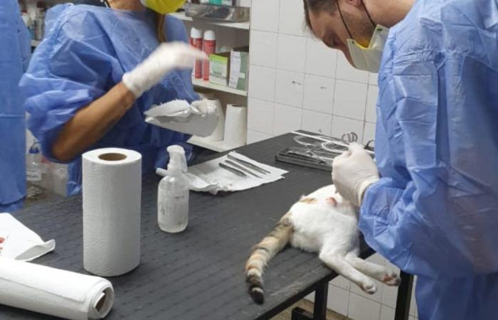 They will carry out animal castrations in the “La Cuchilla” and “Supichini” neighborhoods – El Día de Gualeguaychú