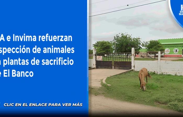 ICA and Invima reinforce animal inspection in El Banco slaughter plants