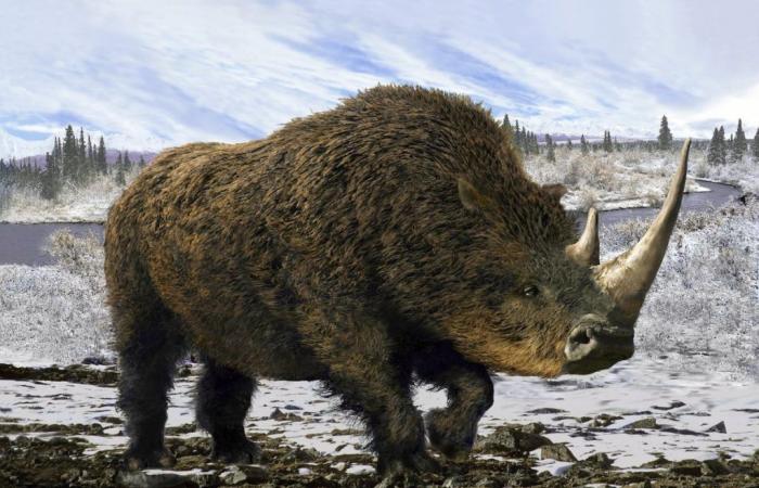 Humans and climate change drove the woolly rhino to extinction | Science