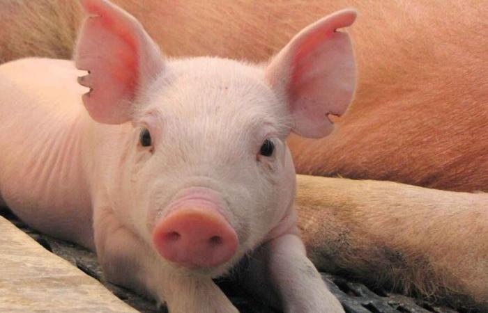 Wanting to return to China: the Argentine pork chain faces “an opportunity” due to a trade conflict