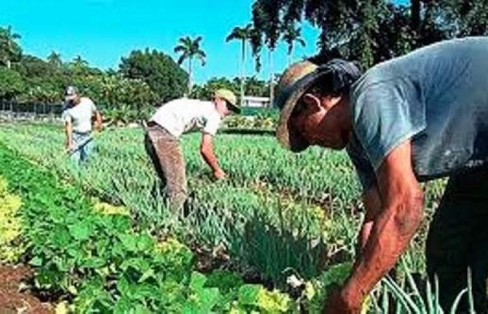 They reinforce control of agricultural plans in Matanzas