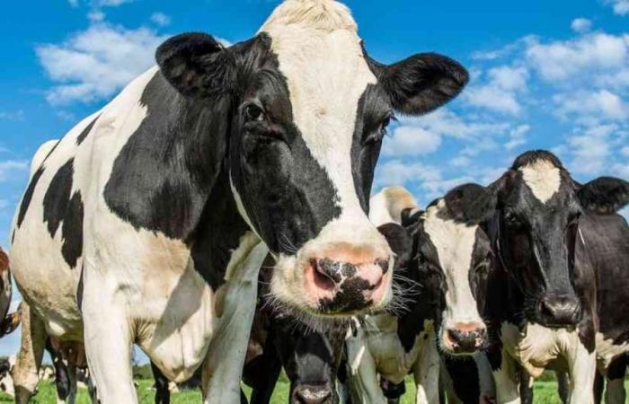 Dairy farmers in the country, worried about low demand and consumption; Unions ask the Government to take measures to help producers
