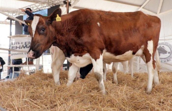 The tailwind has not yet pushed the values ​​of dairy genetics