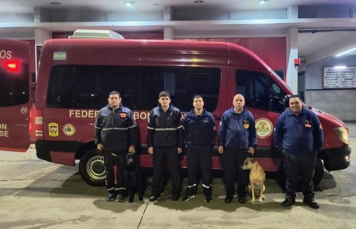 Canine brigades from the Almirante Brown and Lanús firefighters participate in the search for Loan in Corrientes