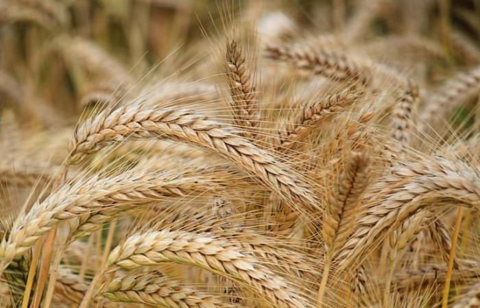 The accelerated pace of the harvest in the United States accentuated the fall in the price of wheat
