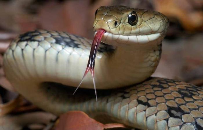 The smells you should avoid in your home if you don’t want snakes to visit you